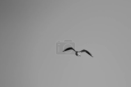 Foto de Un tiro blanco y negro de una gaviota voladora - Imagen libre de derechos