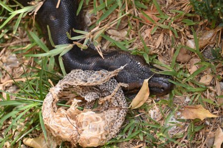 Téléchargez les photos : Gros plan d'un python rocheux d'Afrique australe à Kalimba Reptile Farm, Lusaka, Zambie - en image libre de droit