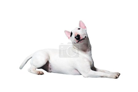 Téléchargez les photos : Un Bullterrier blanc devant un fond de studio blanc - en image libre de droit