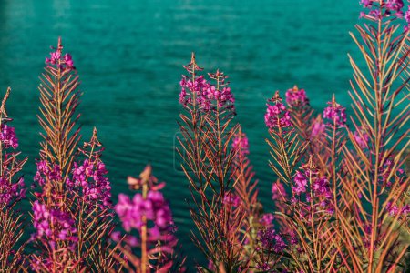 Flor Fireweed (Chamaenerion angustifolium) plantas con turquesa junto al lago Miosa, Noruega