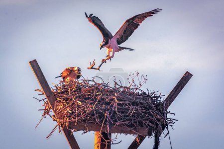 Téléchargez les photos : Deux oiseaux dans un nid avec une brindille - en image libre de droit