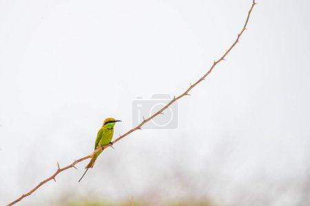 Foto de Un tiro de ángulo bajo de un pájaro abejero tropical verde encaramado en una rama de árbol - Imagen libre de derechos