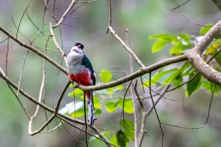 Photo for A Cuban trogon bird perching on twig tree with blur background - Royalty Free Image