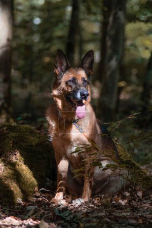 Téléchargez les photos : Un plan vertical d'un beau chien berger allemand brun dans un parc - en image libre de droit