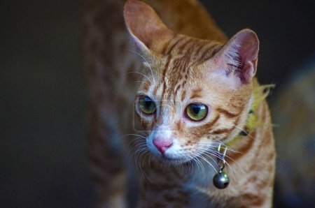 Téléchargez les photos : Une mise au point sélective vue rapprochée d'un adorable chat mau arabe - en image libre de droit