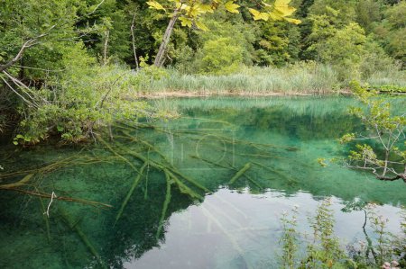 Foto de Un primer plano de un lago verde y claro rodeado de árboles en el Parque Nacional de los Lagos de Plitvice - Imagen libre de derechos