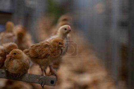 Foto de Retrato de cerca de pollo marrón posado en varilla de acero. Joven ave ganadera en jaula. La atención se centra en los animales domésticos en la granja. - Imagen libre de derechos