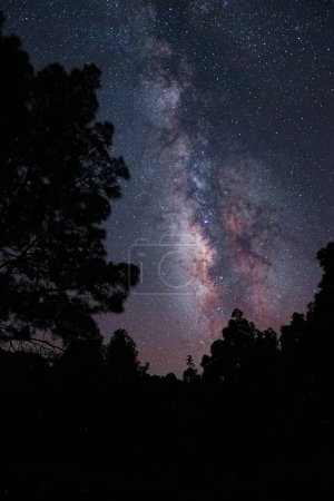 Photo for A vertical shot of a bright purple starry night galaxy sky over a park - Royalty Free Image