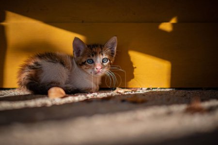 Foto de Un primer plano de un lindo gatito acostado en un suelo de hormigón contra una pared amarilla a la luz del sol - Imagen libre de derechos
