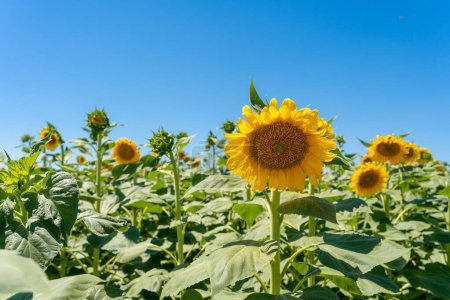 Téléchargez les photos : Un beau plan de champ de tournesols en fleurs par une journée ensoleillée contre le ciel bleu - en image libre de droit
