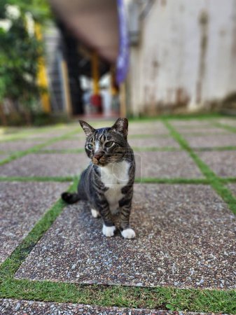 Foto de Un tiro vertical de un lindo peludo asiático tabby gato en la calle - Imagen libre de derechos