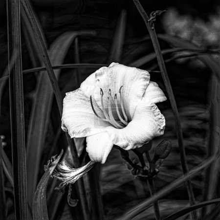 Foto de Una foto en escala de grises de una flor Daylily sobre un fondo borroso y suave - Imagen libre de derechos