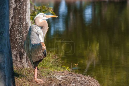 Photo for A great blue heron (Ardea herodias) sunbathing on the shore of a lake in Florida Everglades, United States - Royalty Free Image