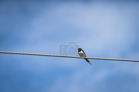 Photo for A barn swallow bird on a power cable against dramatic blue sky - Royalty Free Image