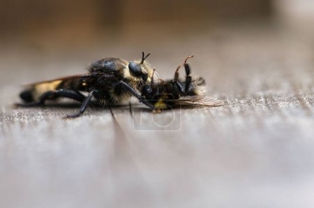 Téléchargez les photos : Une mouche jaune avec un bourdon comme proie sur une surface en bois - en image libre de droit