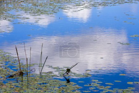 Photo for Reflections and aquatic plants  in water on the Atherton Tableland in Tropical North Queensland, Australia - Royalty Free Image