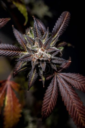 Photo for A vertical shot of a flowered kush cannabis plant on a dark background - Royalty Free Image