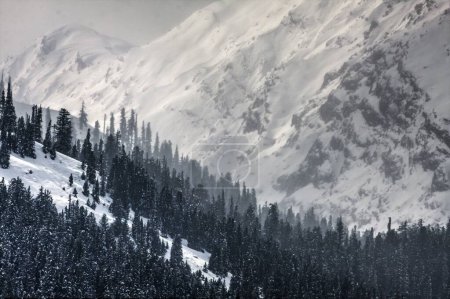 Foto de Los árboles del bosque en las laderas de las montañas cubiertas de nieve - Imagen libre de derechos