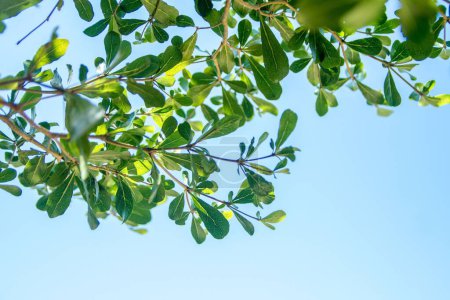 Foto de Una toma de ángulo bajo de ramas de árboles con hojas verdes brillantes en un cielo azul - Imagen libre de derechos