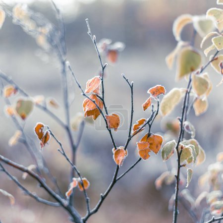 Foto de Un primer plano de hojas de color naranja en las ramas durante el invierno - Imagen libre de derechos