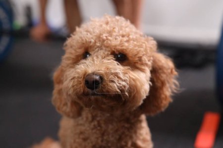 Photo for A portrait of adorable brown havapoo poodle on blurry background - Royalty Free Image