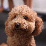 A portrait of adorable brown havapoo poodle on blurry background