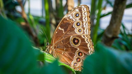 Photo for A closeup of a brown Morpho butterfly resting on a green leaf outdoors - Royalty Free Image