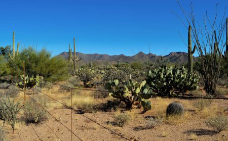 Foto de Una cerca de alambre de púas en un desierto con cactus - Imagen libre de derechos