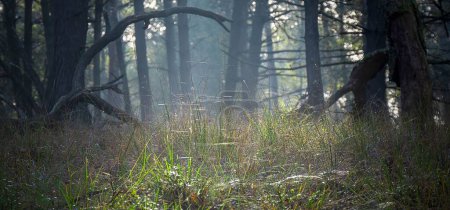 Téléchargez les photos : L'herbe verte et les arbres nus dans la forêt avec un léger ensoleillement - en image libre de droit
