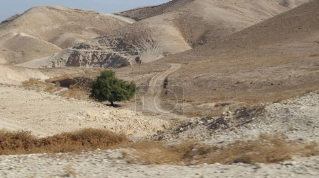 Téléchargez les photos : Un arbre solitaire dans un désert par une journée ensoleillée en Israël - en image libre de droit