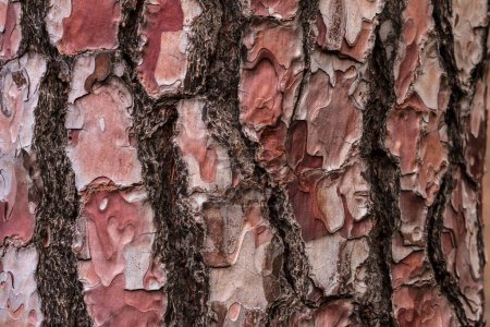 Foto de Un fondo de textura de tronco de pino - Imagen libre de derechos