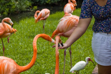 Photo for A closeup of group of red American flamingos on green lawn in zoological park - Royalty Free Image