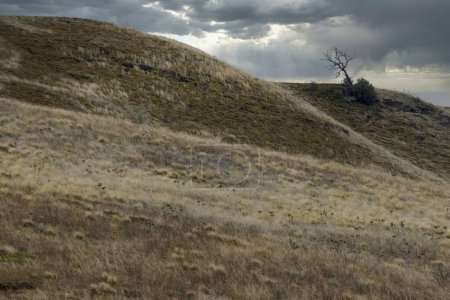 Photo for Lone tree on a dry grass hill with a dramatic stormy sky. - Royalty Free Image