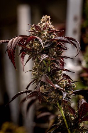 Téléchargez les photos : Vertical d'une plante de Cannabis sativa sur fond flou, gros plan - concept de médecine - en image libre de droit