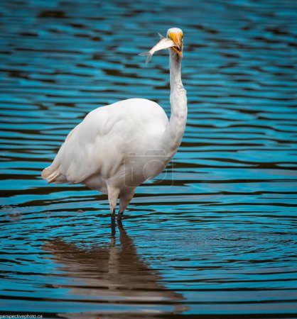 Photo for A beautiful view of great egret eating fish near the lake - Royalty Free Image