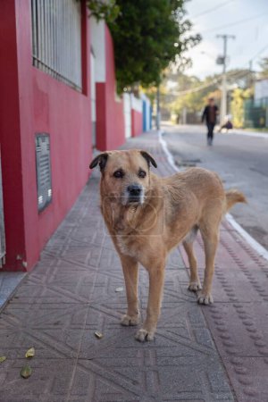 Téléchargez les photos : Gros plan vertical d'un petit chien debout sur un trottoir vue sur la rue arrière-plan flou - en image libre de droit