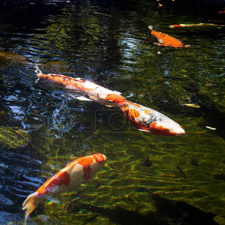 Téléchargez les photos : Le poisson koï orange et blanc nageant dans l'étang - en image libre de droit