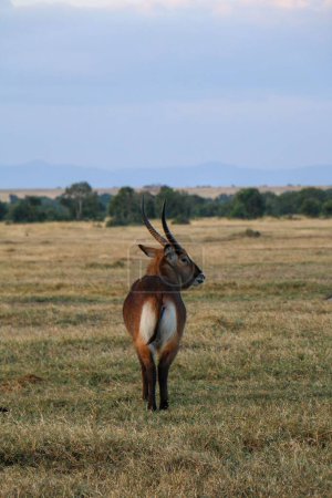 Photo for A vertical shot of a waterbuck antelope standing on the green grass and looking away - Royalty Free Image