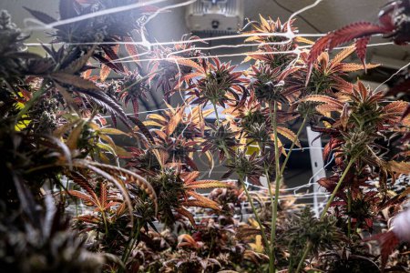 Téléchargez les photos : Les plants de Cannabis sativa poussant à l'intérieur sous éclairage fluorescent - un concept médical - en image libre de droit