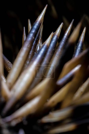 Foto de Una macro toma vertical de las agujas afiladas de un erizo - Imagen libre de derechos