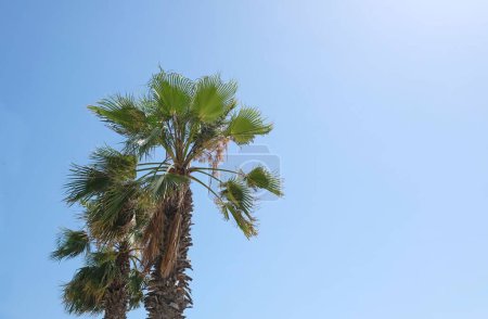 Téléchargez les photos : Un plan à angle bas de grands palmiers dans un ciel bleu - en image libre de droit