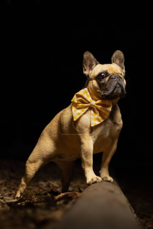 Photo for A vertical shot of a disabled brown French bulldog with a funny bow tie on the black background - Royalty Free Image