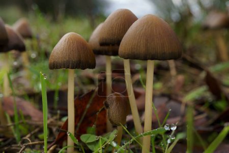 Téléchargez les photos : Macro gros plan d'un groupe de champignons bruns, Parasola conopilea sur un terrain herbeux vert avec des gouttes de rosée - en image libre de droit