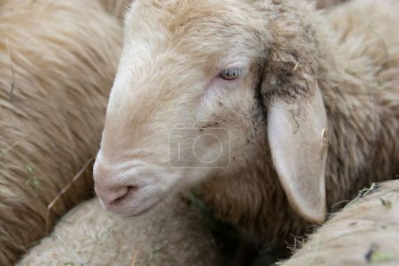 Téléchargez les photos : Gros plan d'un mouton blanc duveteux Merinolandschaf - en image libre de droit