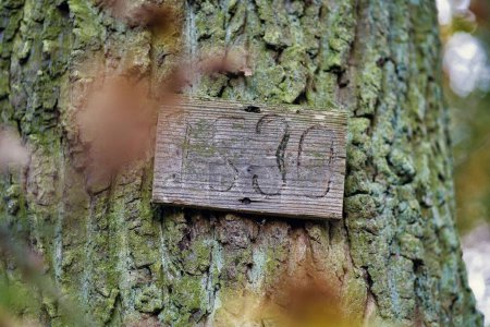 Téléchargez les photos : Plan rapproché d'une pièce en bois portant l'inscription 1530 accrochée à un tronc d'arbre moussue - en image libre de droit