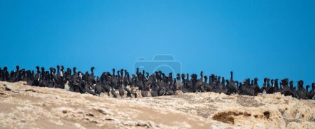 A panoramic shot of Guanay cormorants on rocks in Ballestas Islands, Peru