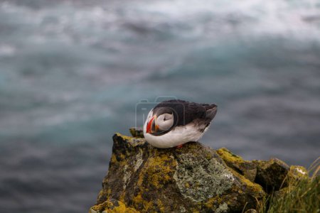 Photo for An Atlantic puffin standing on a high cliff edge with gray sky in the background - Royalty Free Image