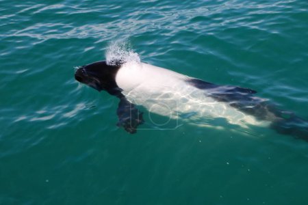 Photo for A Commerson's dolphin swimming in the green water dunes - Royalty Free Image