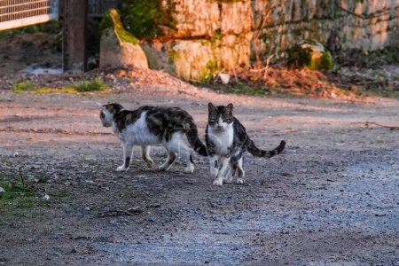 Photo for A closeup of two cats walking on a pathway - Royalty Free Image