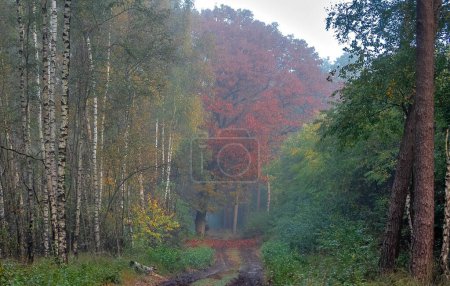 Téléchargez les photos : Une vue panoramique du sentier au milieu de la forêt d'automne colorée le jour brumeux - en image libre de droit